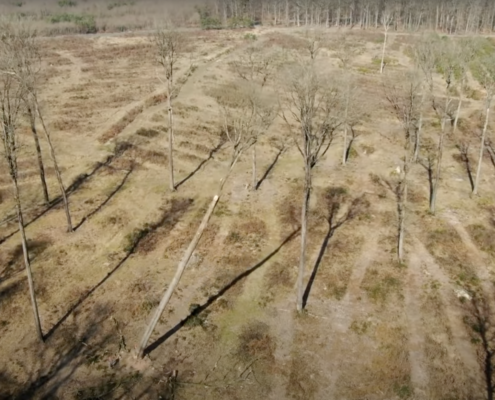 een boom wordt gekapt (screenshot documentaire)